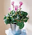 The FTD� Pink Cyclamen Plant