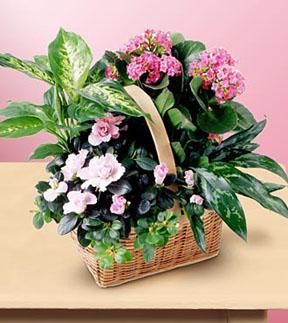 The FTD? Pink Assortment