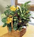 The FTD� A Bit Of Sunshine� Basket
