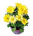 The FTD� Daisy Chrysanthemum (Sm)